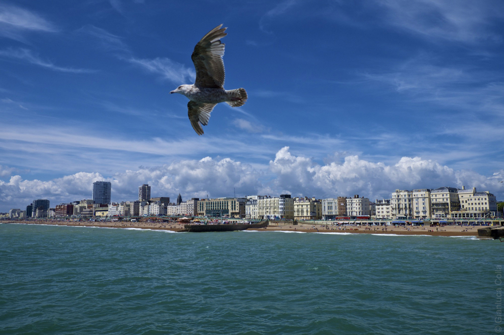 A bird flies over Brighton's pier.